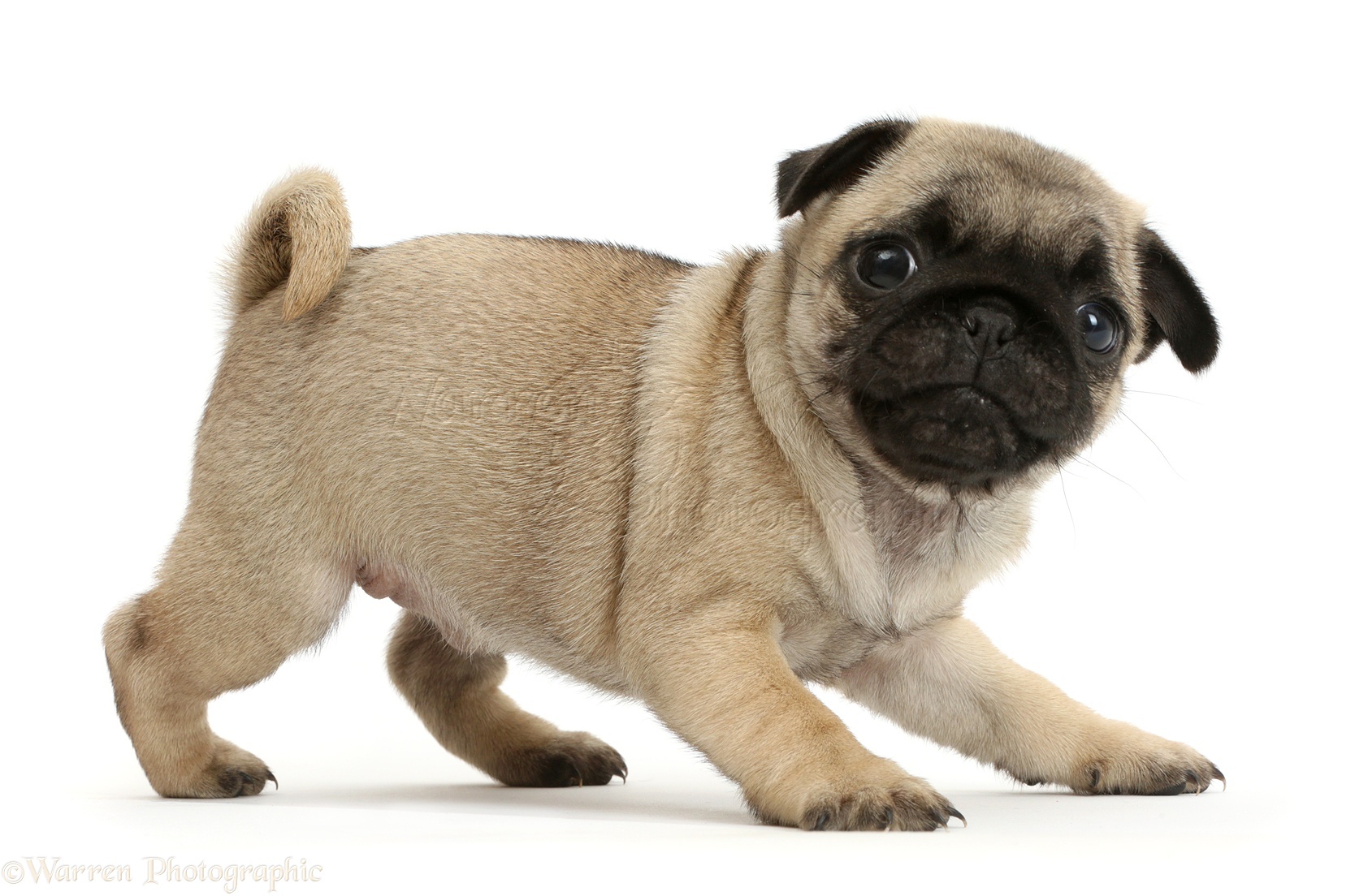 Pug puppy India
